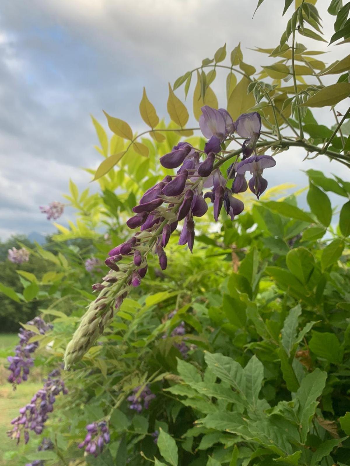 Agriturismo Il Bardellino Fivizzano Zewnętrze zdjęcie